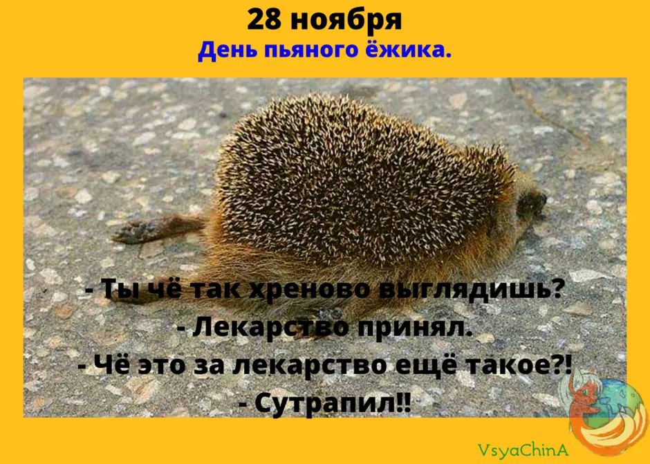28 ноября День пьяного ёжика.  - Ты чё так хреново выглядишь? Лекарство принял.  - Чё это за лекарство ещё такое?!  - Сутрапил!!