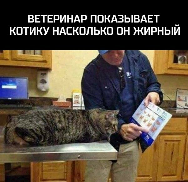 ВЕТЕРИНАР ПОКАЗЫВАЕТ КОТИКУ НАСКОЛЬКО ОН ЖИРНЫЙ