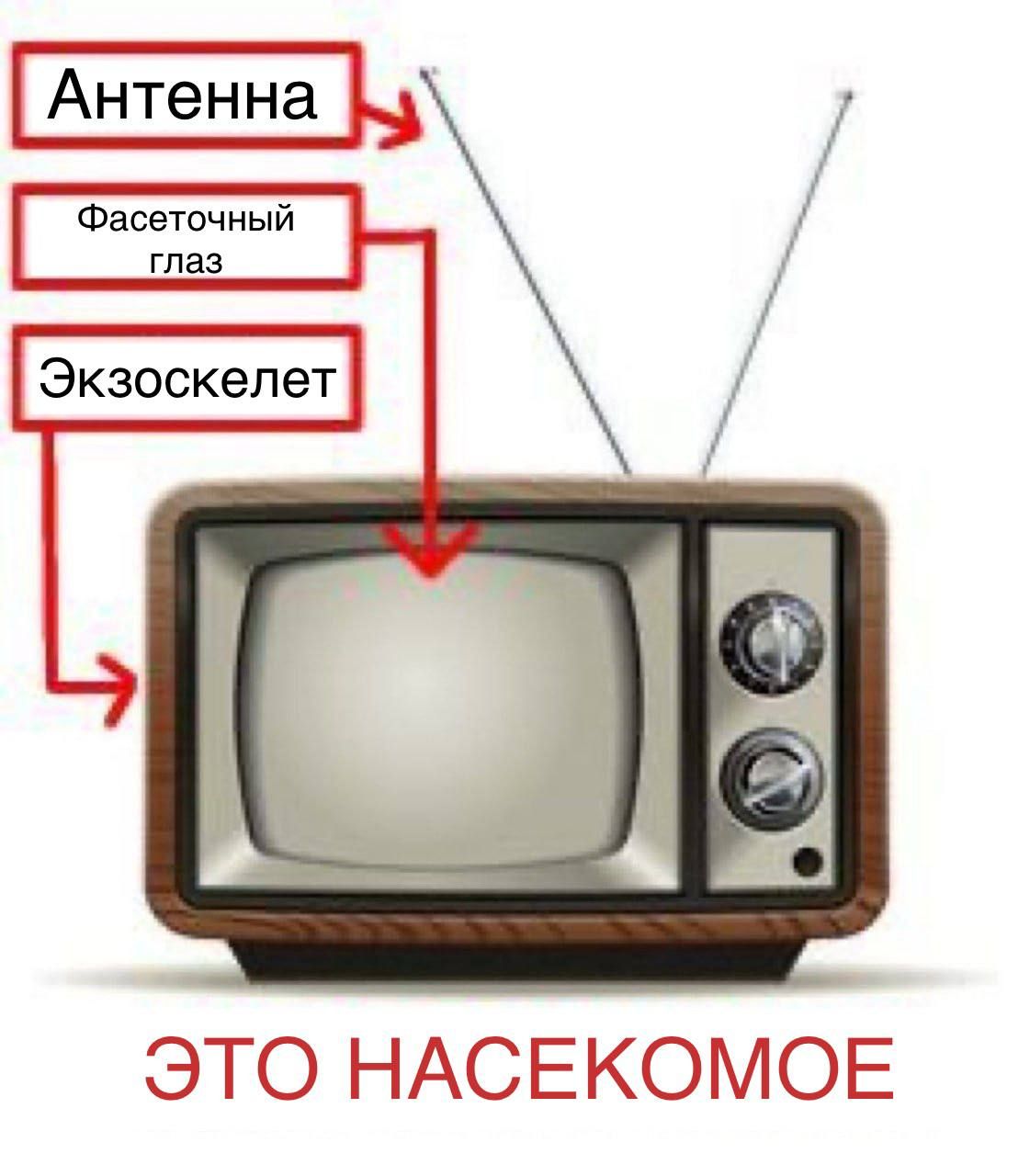 Антенна
Фасеточный глаз
Экзоскелет
ЭТО НАСЕКОМЕ