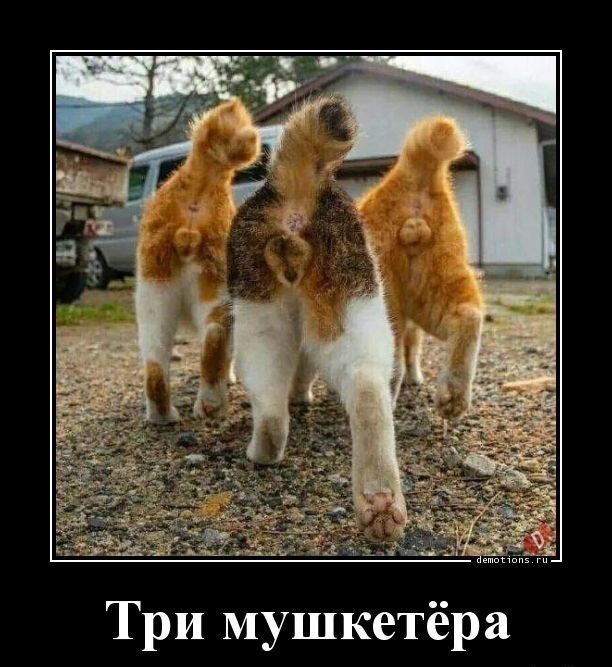 Три мушкетёра