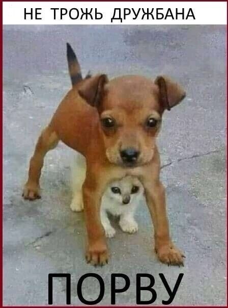 НЕ ТРОЖЬ ДРУЖБАНА
ПОРВУ