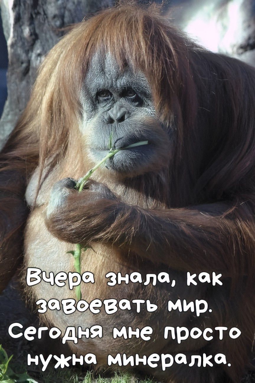 Вчера знала, как завоевать мир. Сегодня мне просто нужна минералка.