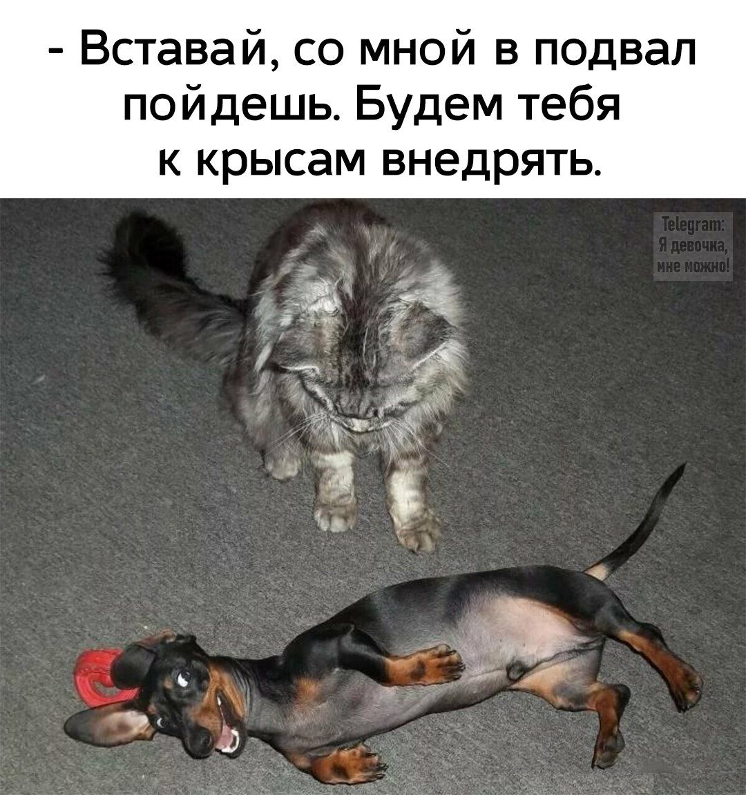 - Вставай, со мной в подвал пойдеш. Будем тебя к крысам внедрять.