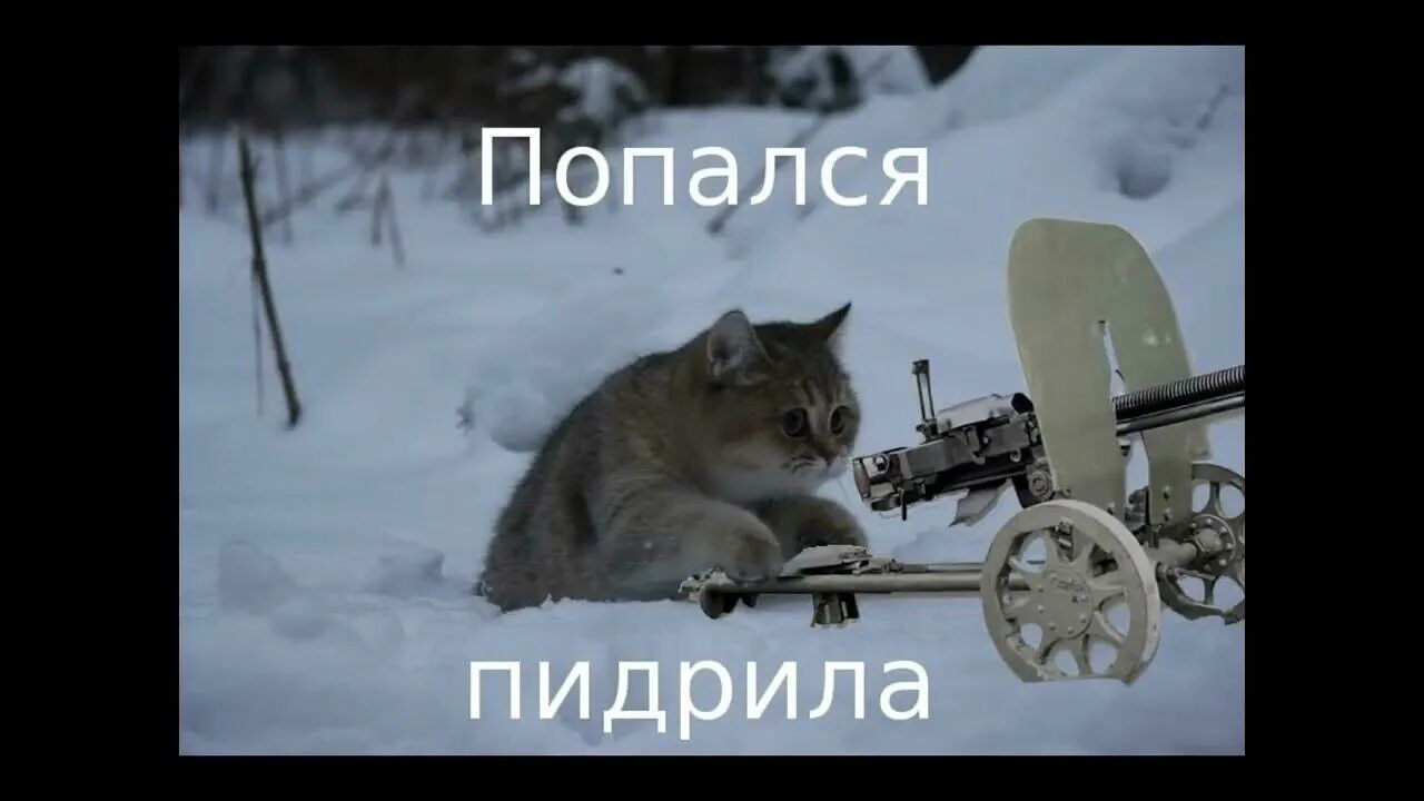 Попался
пидріла