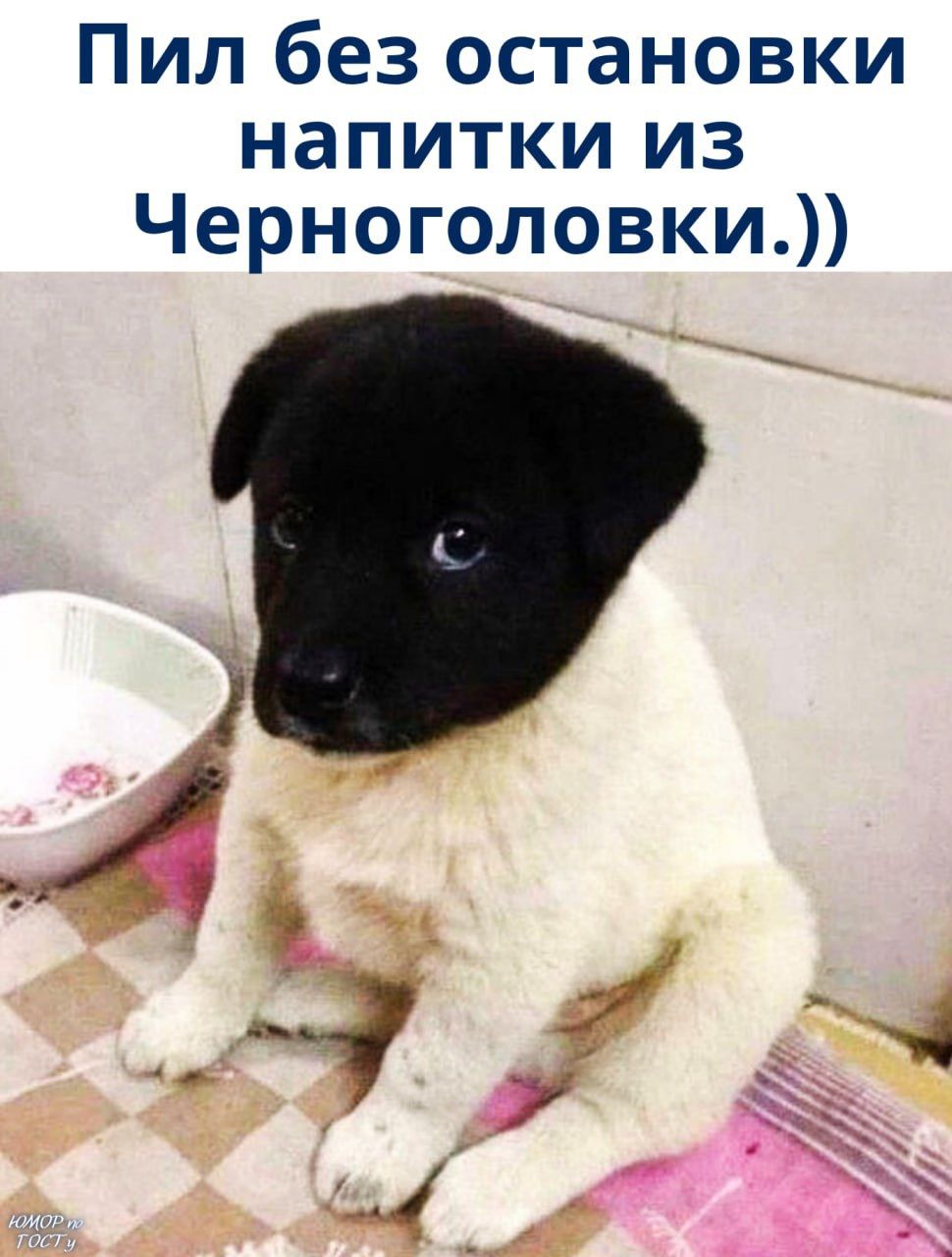 Пил без остановки напитки из Черноголовки.)