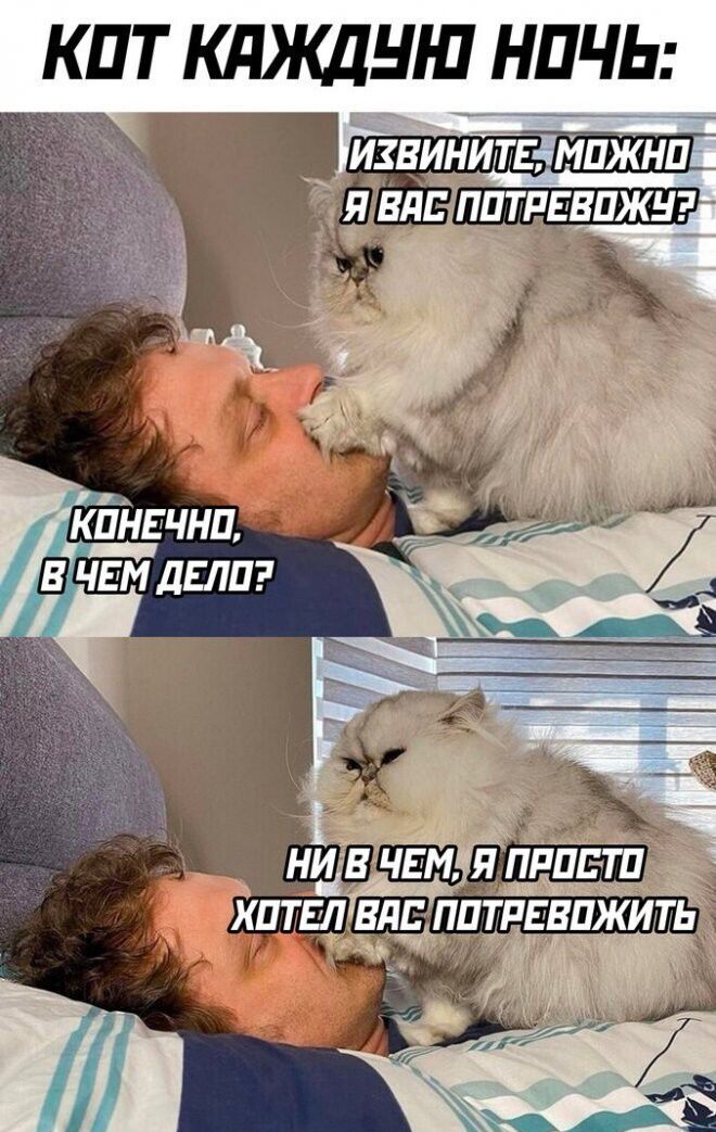 КОТ КАЖДЮ НОЧЬ:
ИЗВИНИТЕ, МОЖНО Я ВАС ПОТРЕВОЖУ?
КОНЕЧНО, В ЧЕМ ДЕЛО?
НИ В ЧЕМ, Я ПРОСТО ХОТЕЛ ВАС ПОТРЕВОЖИТЬ
