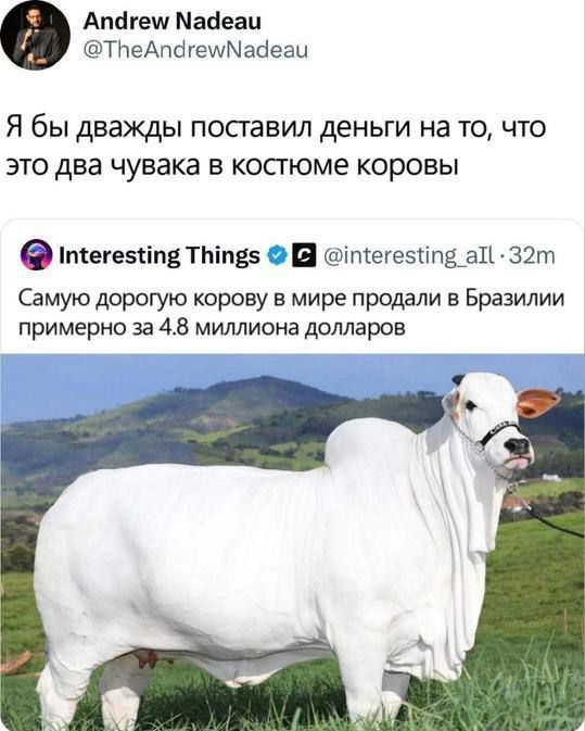 Я бы дважды поставил деньги на то, что это два чувака в костюме коровы
Самую дорогую корову в мире продали в Бразилии примерно за 4.8 миллионов долларов