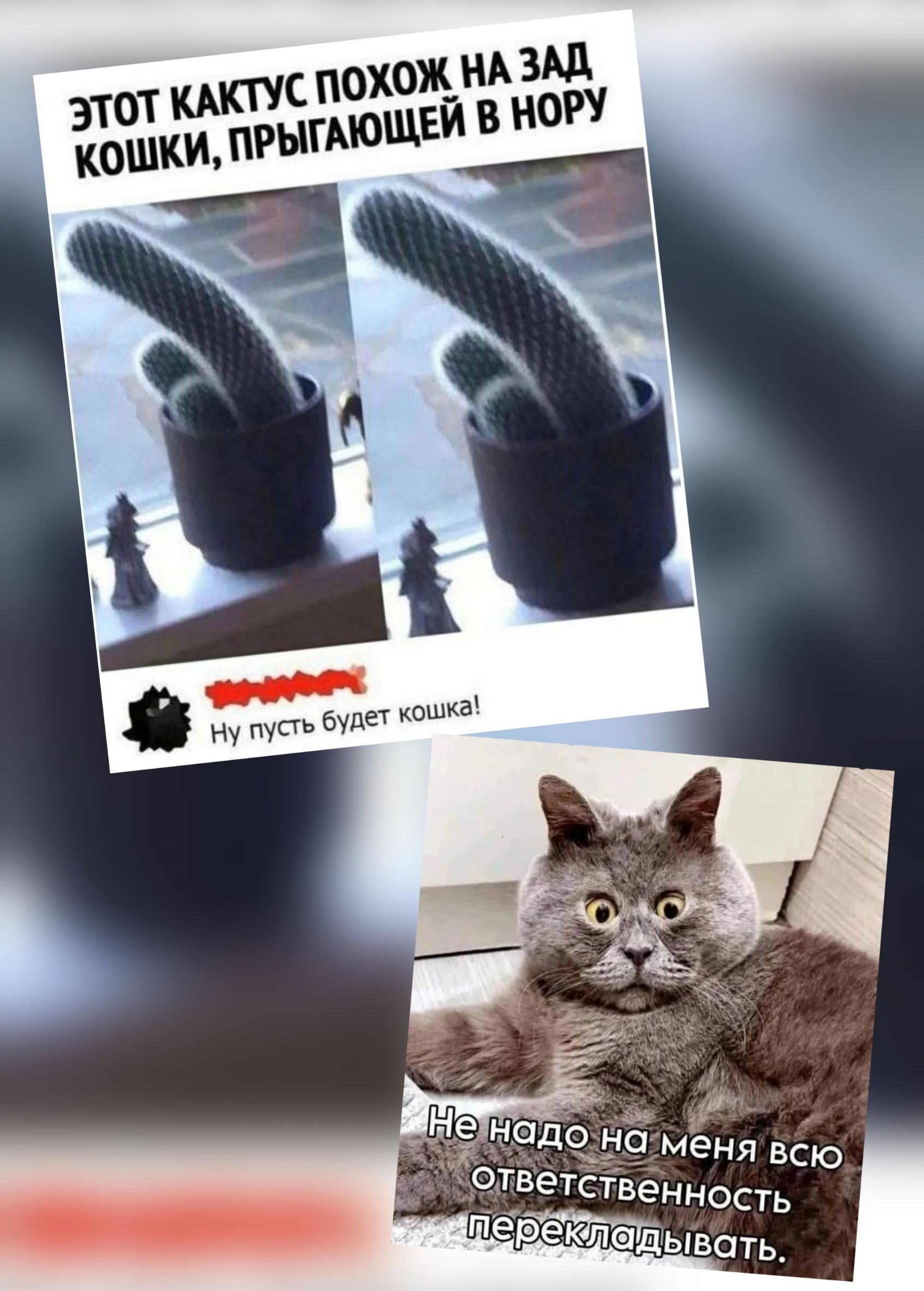 ЭТОТ КАКТУС ПОХОЖ ПО ЗАД КОШКИ, ПРЫГАЮЩЕЙ В НОРУ

Ну пусть будет кошка!

Не надо на меня всю ответственность перекладывать.