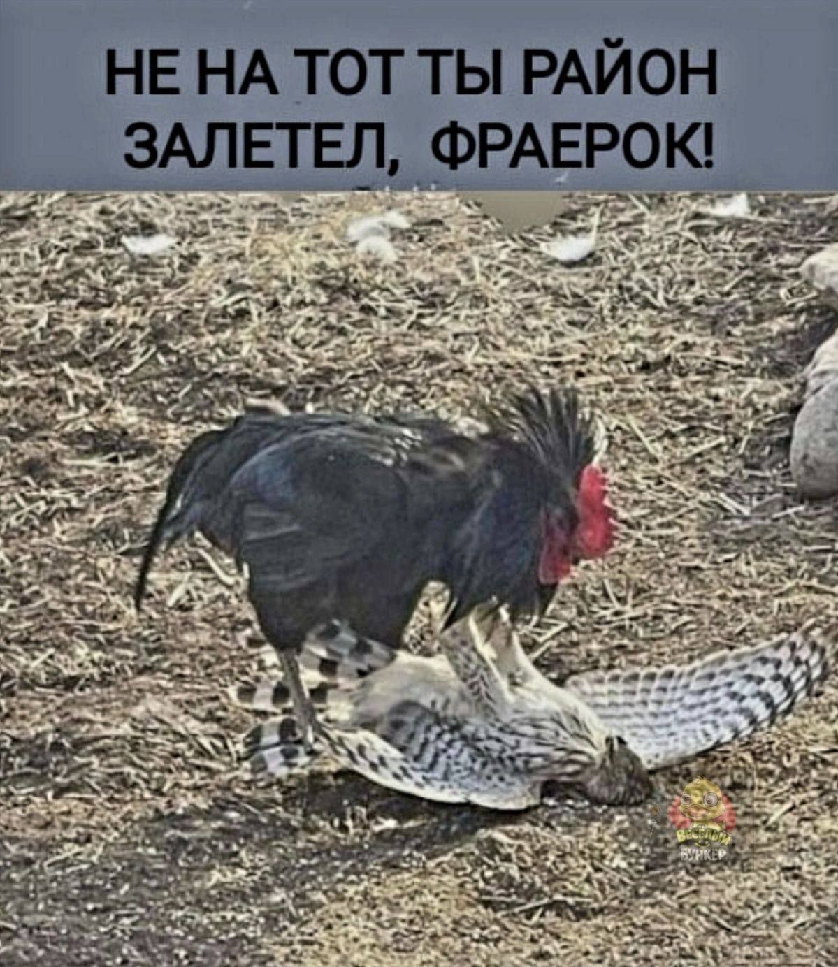НЕ НА ТО ТЫ РАЙОН ЗАЛЕТЕЛ, ФРАЕРОК!