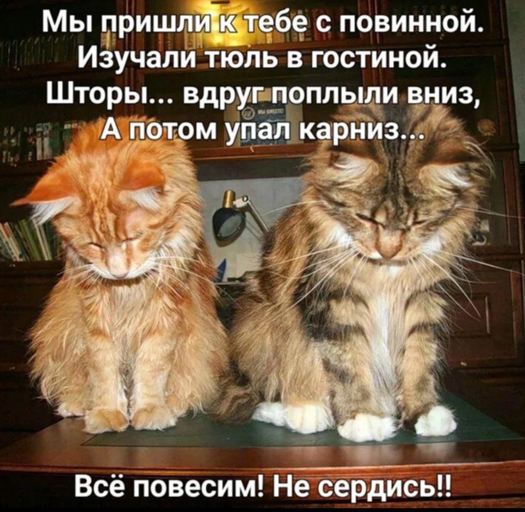 Мы пришли к тебе с повинной. Изучали тюль в гостиной. Шторы... вдруг поплыли вниз, А потом упал карниз... Всё повесим! Не сердись!!