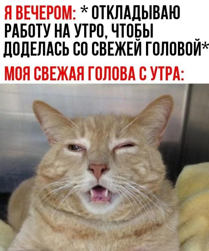Я ВЕЧЕРОМ: *ОТКЛАДЫВАЮ РАБОТУ НА УТРО, ЧТОБЫ ДОЕЛАТЬСЯ СО СВЕЖЕЙ ГОЛОВОЙ* МОЯ СВЕЖАЯ ГОЛОВА С УТРА: