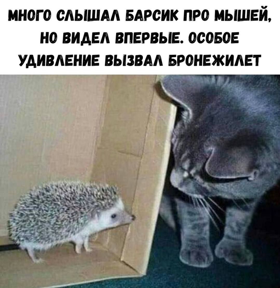 МНОГОГО СЛЫШАЛ БАРСИК ПРО МЫШЕЙ, НО ВИДЕЛ ВПЕРВЫЕ. ОСОБОЕ УДИВЛЕНИЕ ВЫЗВАЛ БРОНЕЖИЛЕТ