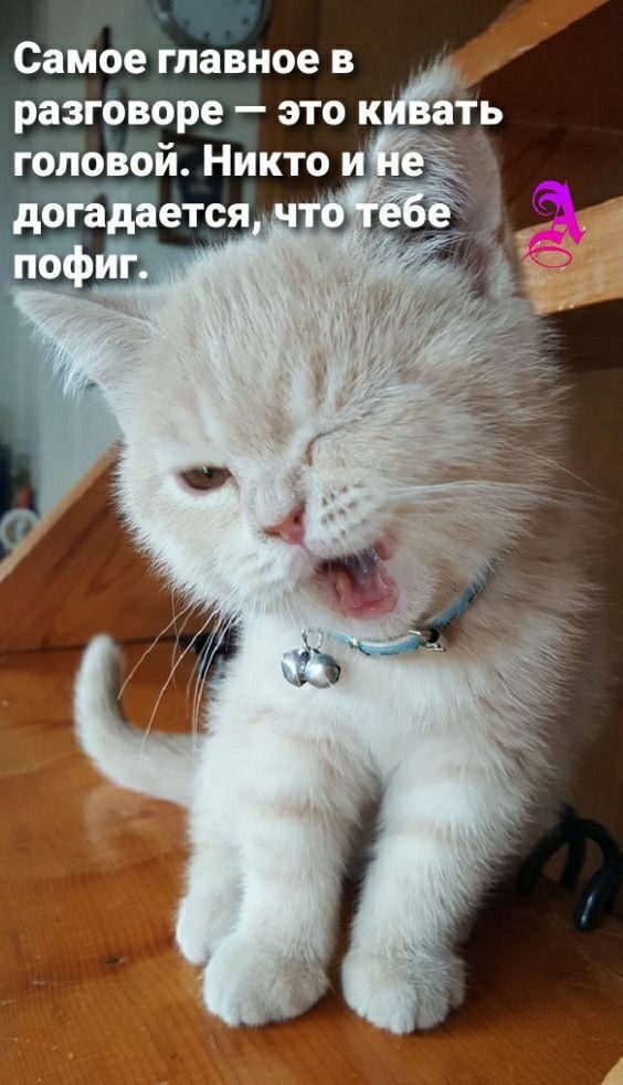 Самое главное в разговоре — это кивать головой. Никто и не догадывается, что тебе пофиг.