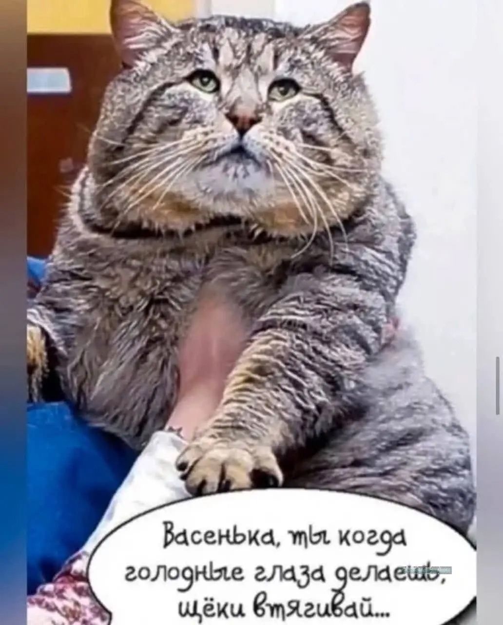 Васенька, ты когда голодные глаза делаешь, щёки втягивай...