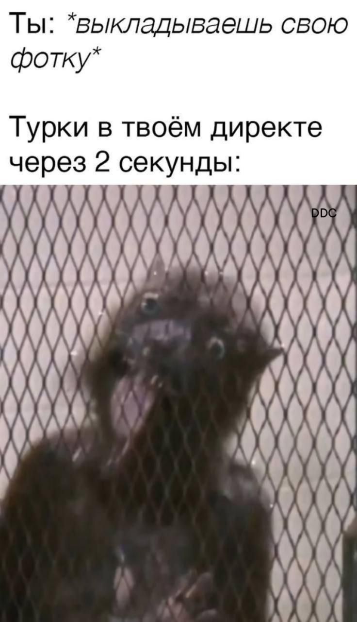 Ты: *выкладываешь свою фотку*
Турки в твоём директе через 2 секунды: