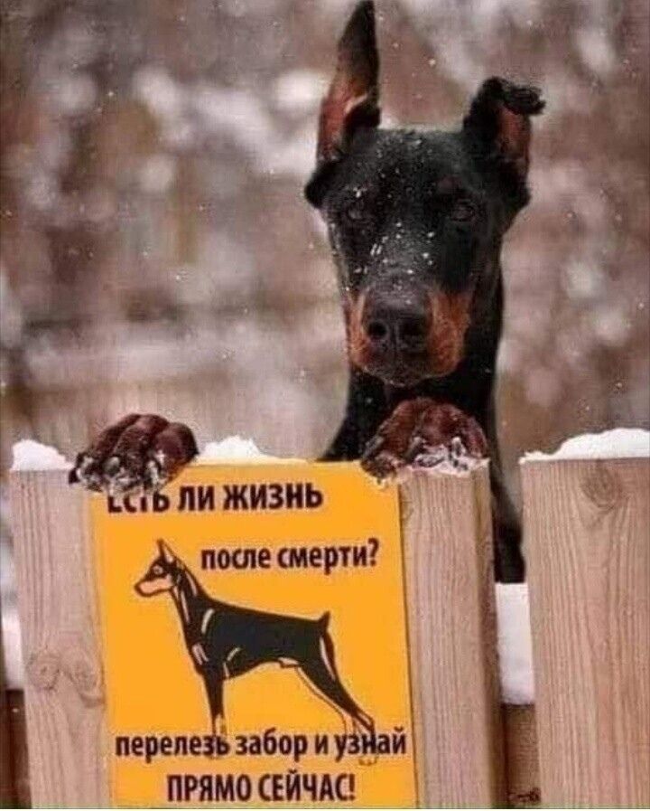 Есть ли жизнь после смерти? перелезь забор и узнай прямо сейчас!