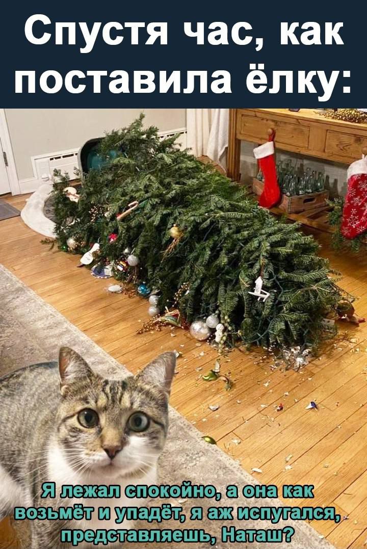 Спустя час, как поставила ёлку:
Я лежал спокойно, а она как возьмёт и упадёт, я аж испугался, представляешь, Наташ?