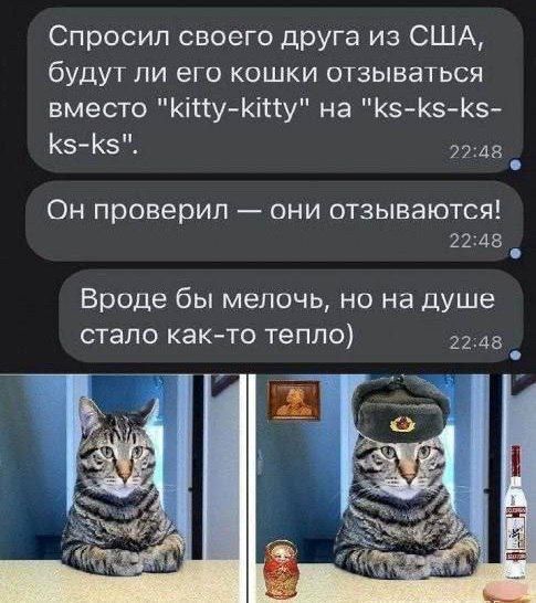 Спросил своего друга из США, будут ли его кошки отзыватьcя вместо 