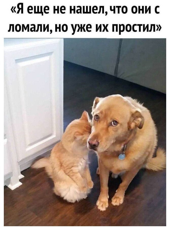 «Я еще не нашел, что они сломали, но уже их простил»