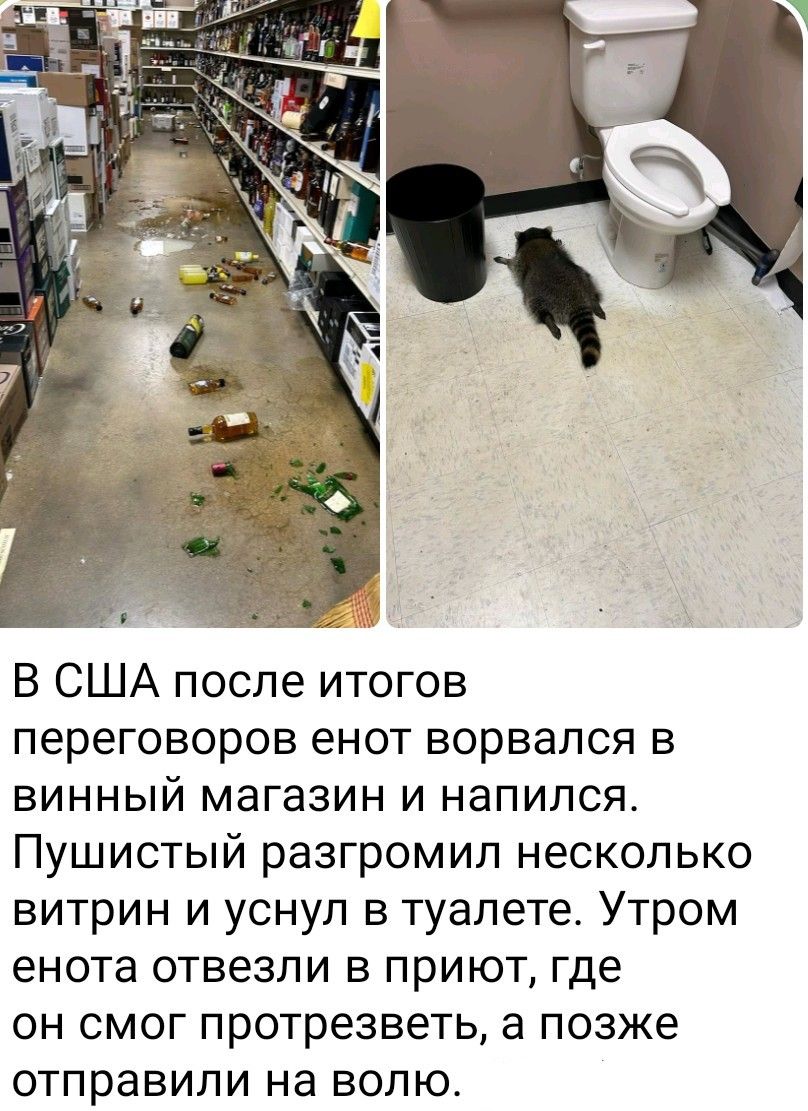 В США после итогов переговоров енот ворвался в винный магазин и напился. Пушистый разгромил несколько витрин и уснул в туалете. Утром енота отвезли в приют, где он смог протрезветь, а позже отправили на волю.