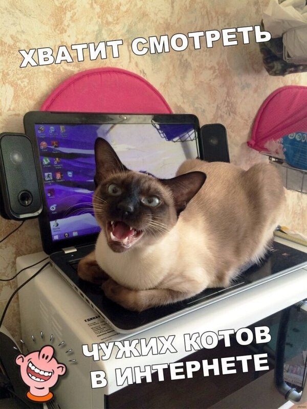 ХВАТИТ СМОТРЕТЬ ЧУЖИХ КОТОВ В ИНТЕРНЕТЕ