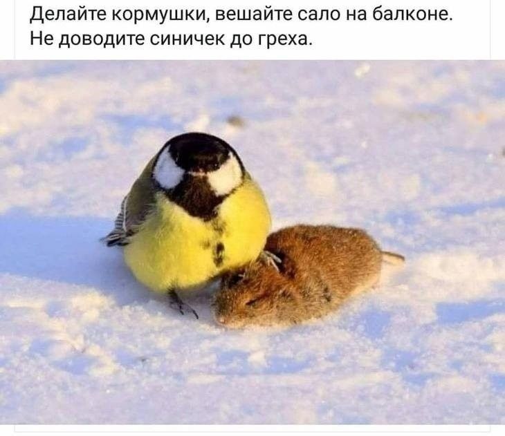 Делайте кормушки, вешайте сало на балконе. Не доводите синечек до греха.