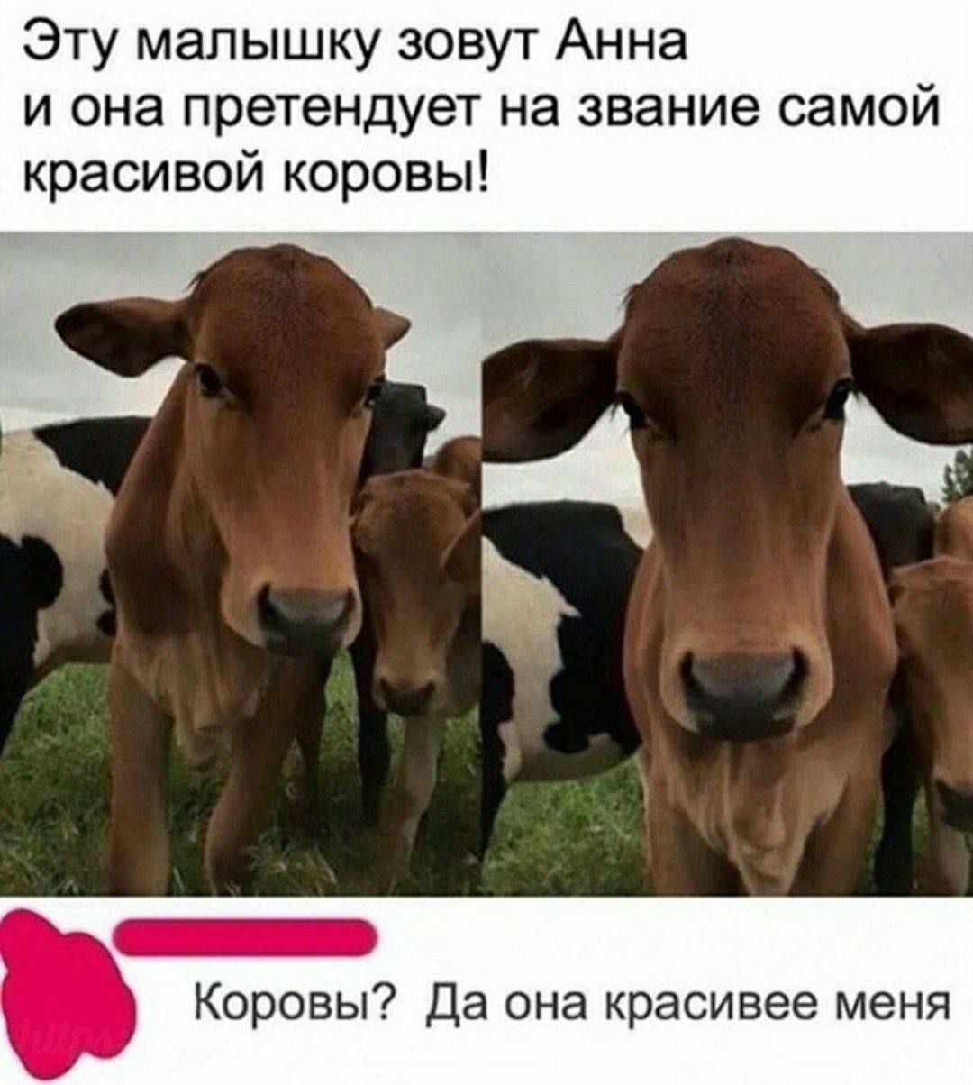 Эту малышку зовут Анна и она претендует на звание самой красивой коровы!

Коровы? Да она красивее меня