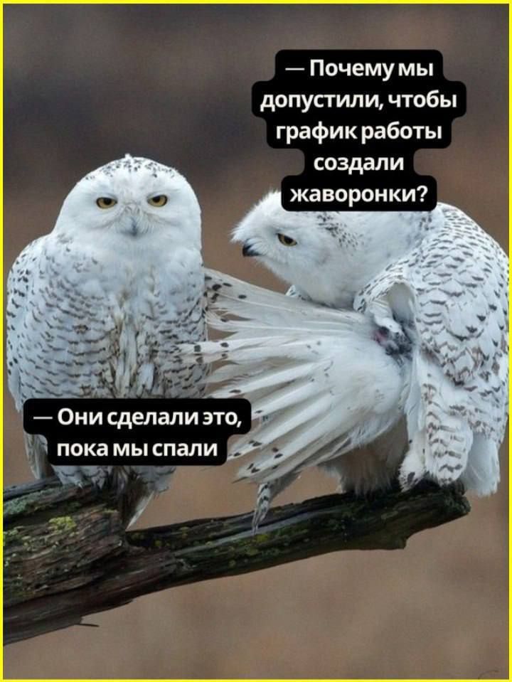— Почему мы допустили, чтобы график работы создал жаворонки?\n— Они сделали это, пока мы спали