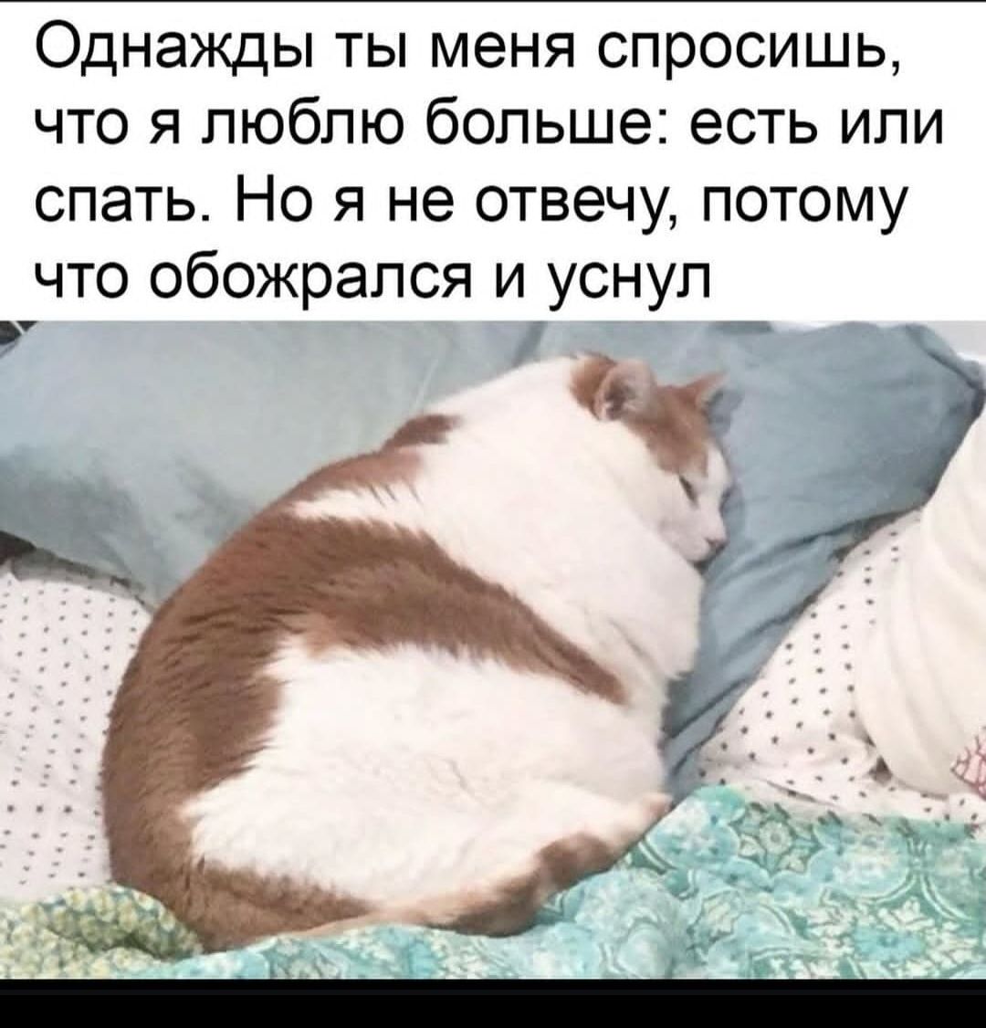 Однажды ты меня спросишь, что я люблю больше: есть или спать. Но я не отвечу, потому что обожрался и уснул