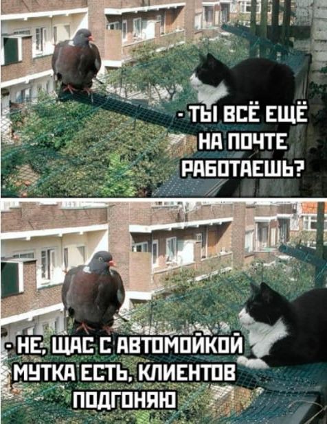 - ТЫ ВСЁ ЕЩЁ НА ПОЧТЕ РАБОТАЕШЬ?
- НЕ, ЩАС С АВТОМОЙКОЙ МУТКА ЕСТЬ, КЛИЕНТОВ ПОДГОНЯЮ