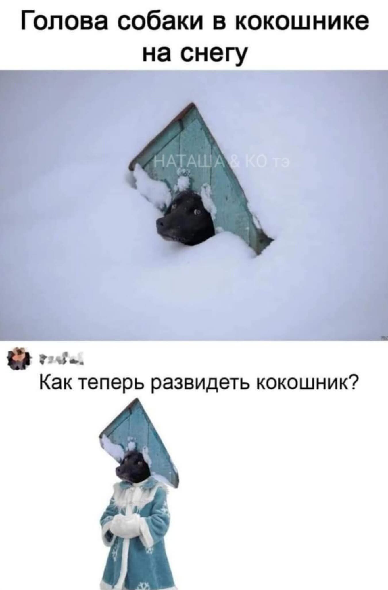 Голова собаки в кокошнике на снегу
Как теперь развидеть кокошник?