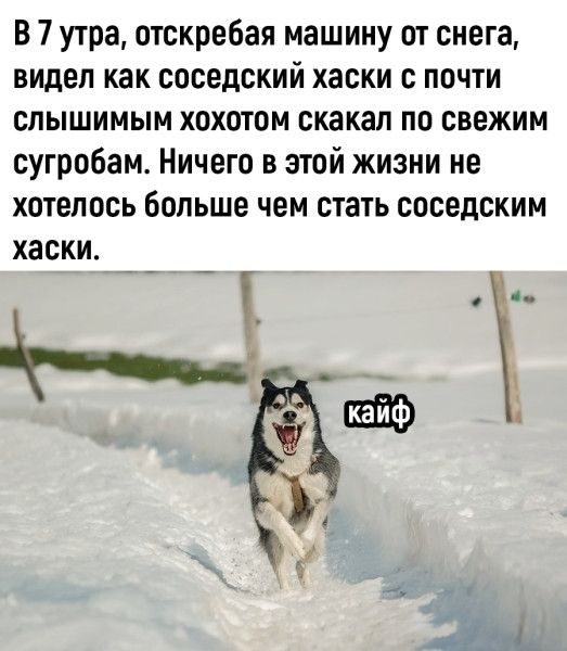в 7 утра, отскребая машину от снега, видел как соседский хаски с почти слышимым хохотом скакал по свежим сугробам. Ничего в этой жизни не хотелось больше чем стать соседским хаски.