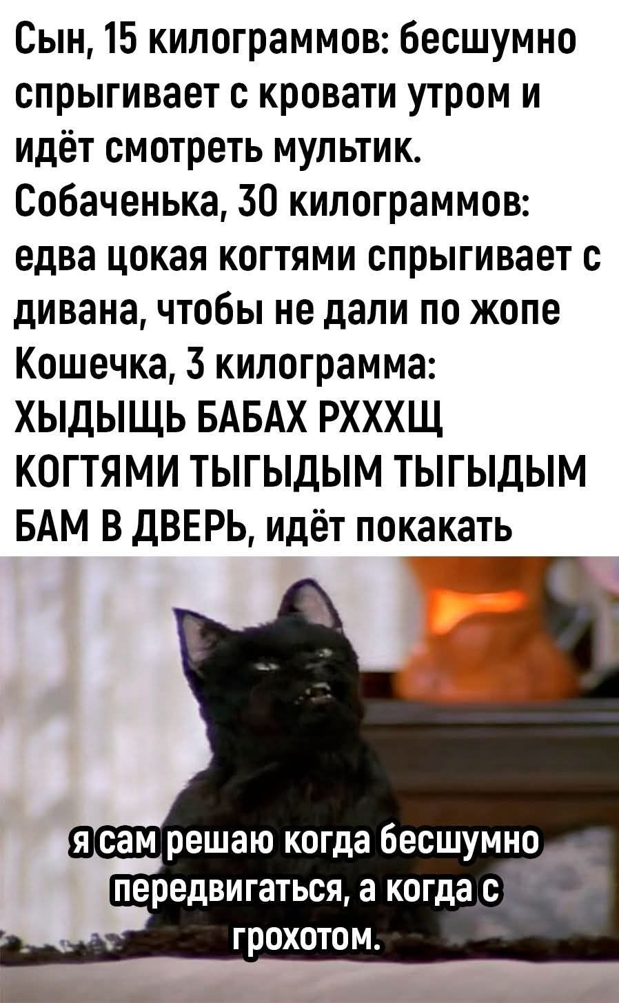 Сын, 15 килограммов: бесшумно спрыгивает с кровати утром и идёт смотреть мультик. Собаченька, 30 килограммов: едва цока котятами спрыгивает с дивана, чтобы не дали по жопе. Кошечка, 3 килограмма: ХЫДЫЩЬ БАБАХ РХХХЦ КОГТЯМИ ТЫГЫДЫМ ТЫГЫДЫМ БАМ В ДВЕРЬ, идёт покакать. я сам решаю когда бесшумно передвигаться, а когда с грохотом.
