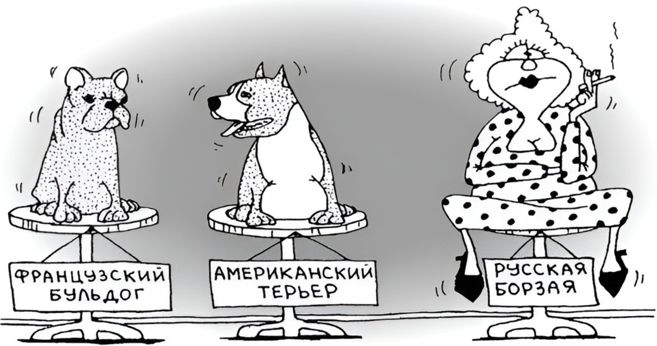 Французский бульдог Американский терьер Русская борзая