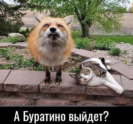 А Буратино выйдет?