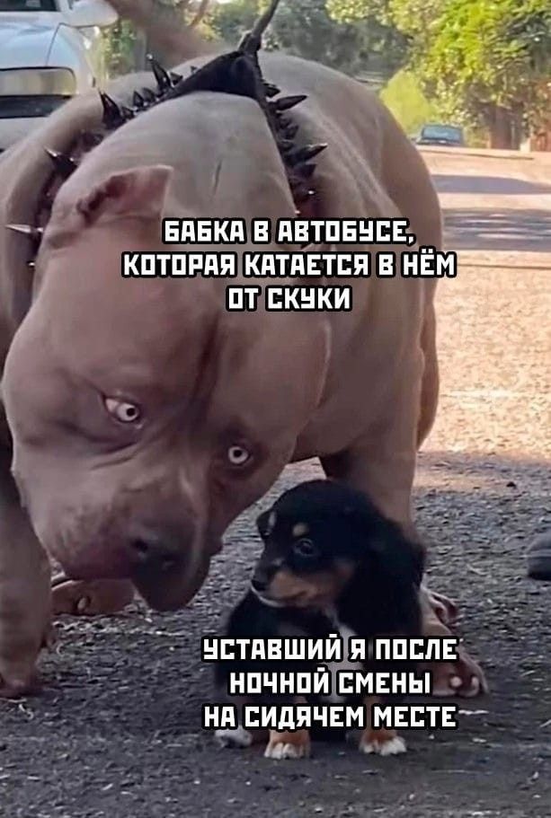 БАБКА В АВТОБУСЕ, КОТОРАЯ КАТАЕТСЯ В НЁМ ОТ СКУКИ
УСТАВШИЙ Я ПОСЛЕ НОЧНОЙ СМЕНЫ НА СИДЯЧЕМ МЕСТЕ