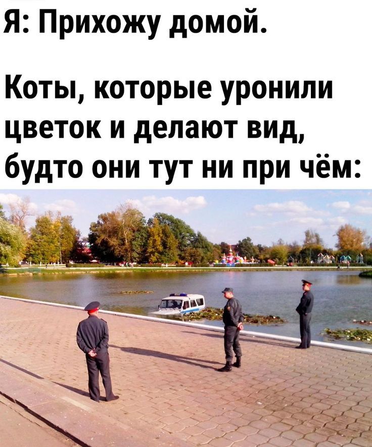 Я: Прихожу домой.\nКоты, которые уронили цветок и делают вид, будто они тут ни при чём: