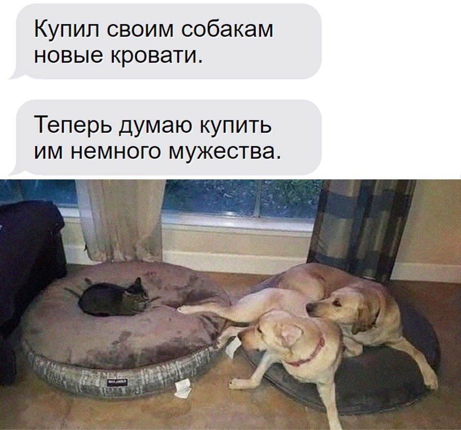 Купил своим собакам новые кровати. Теперь думаю купить им немного мужества.
