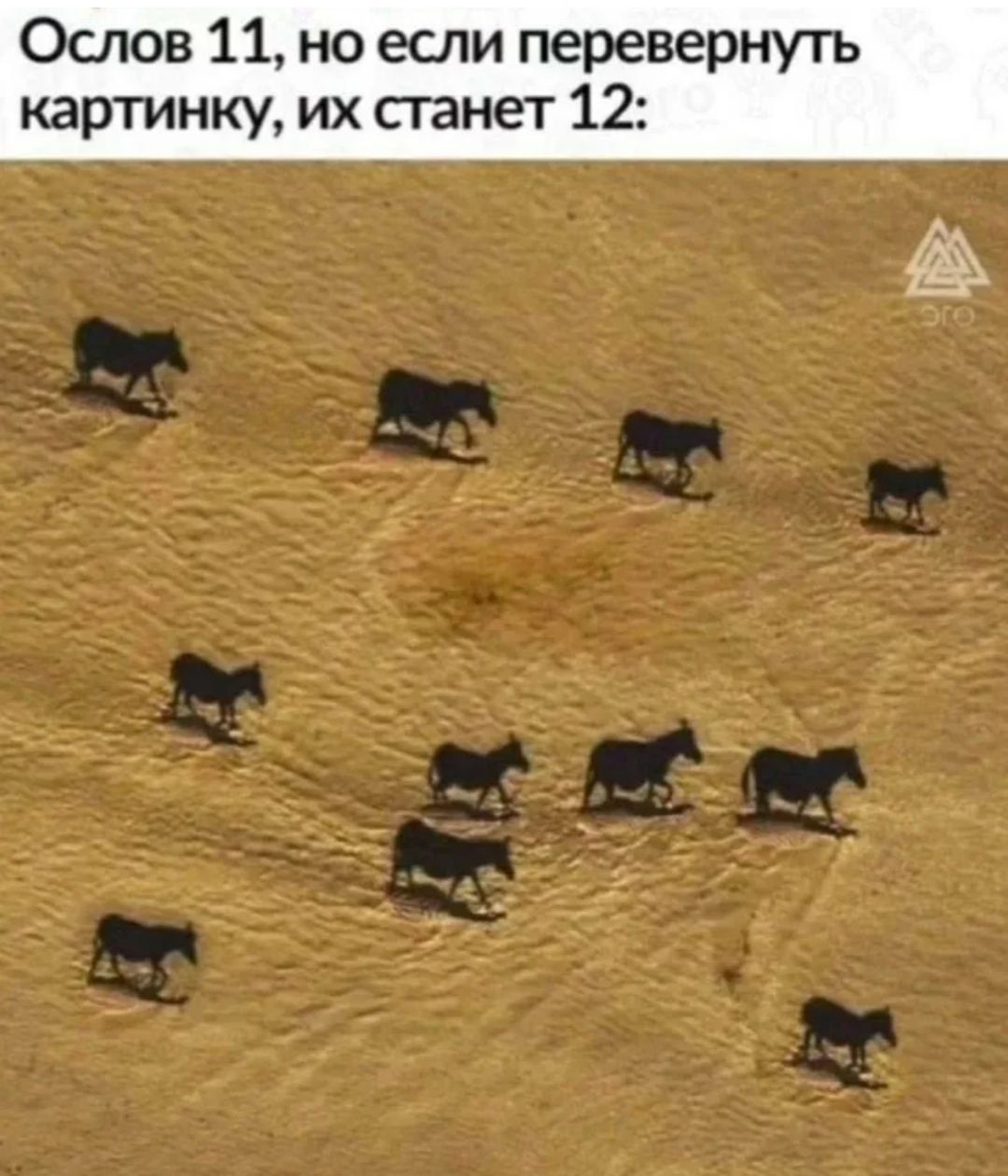 Ослов 11, но если перевернуть картинку, их станет 12: