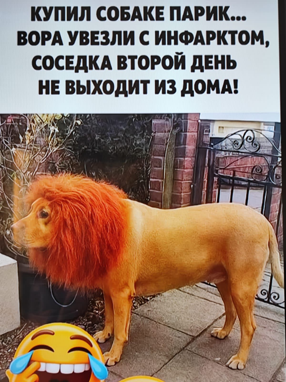 КУПИЛ СОБАКЕ ПАРИК...\nВORA УЕЗЛИ С ИНФАРКТОМ,\nСОСЕДКА ВТОРОЙ ДЕНЬ НЕ ВЫХОДИТ ИЗ ДОМА!\n😂🤣