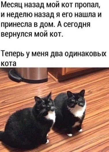 Месяц назад мой кот пропал, и неделю назад я его нашла и принесла в дом. А сегодня вернулся мой кот. Теперь у меня два одинаковых кота