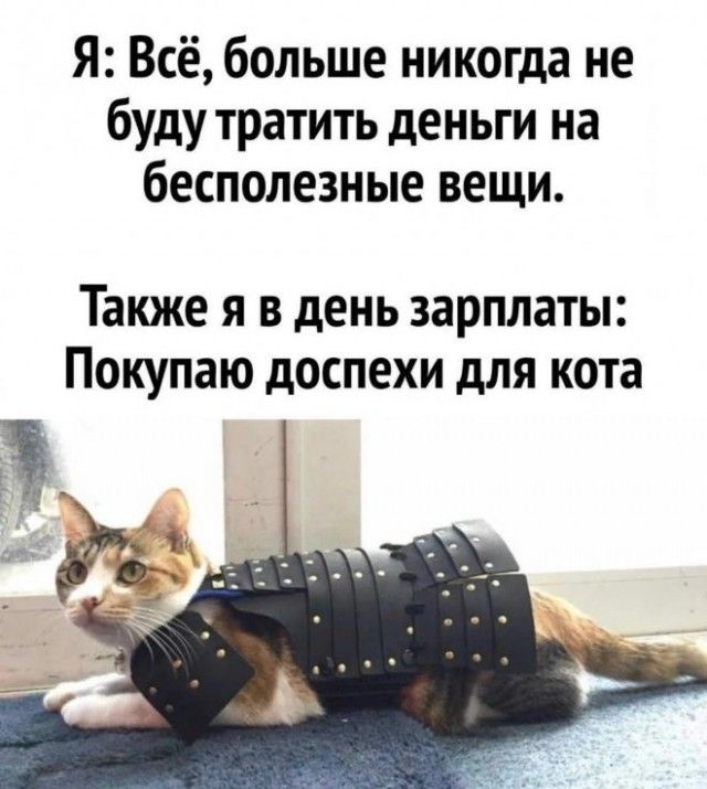 Я: Всё, больше никогда не буду тратить деньги на бесполезные вещи.\n\nТакже я в день зарплаты: Покупаю доспехи для кота