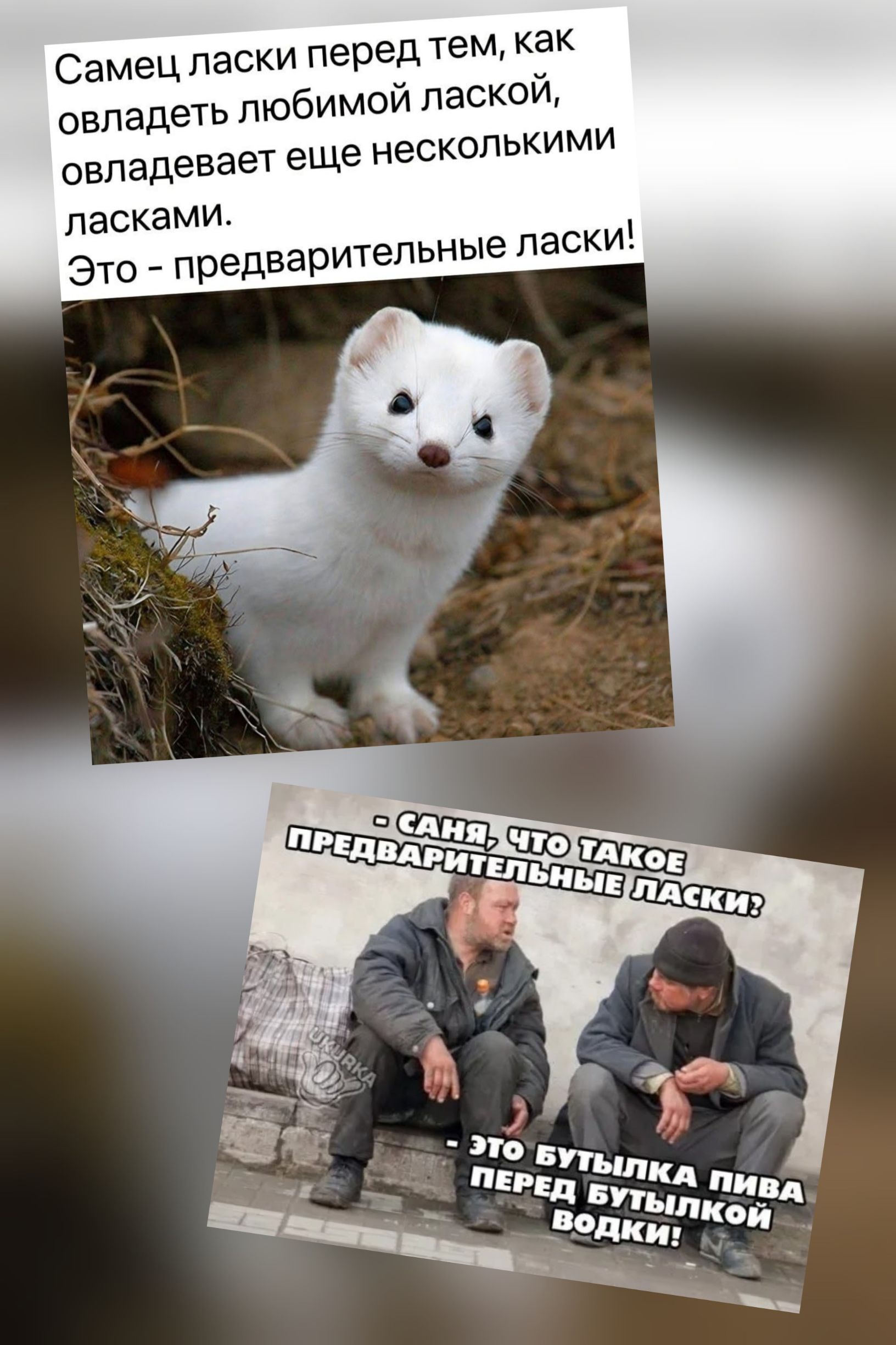 Самец ласки перед тем, как овладеть любимой лаской, овладевает еще несколькими ласками. Это - предварительные ласки! 

Сань, что такое предварительные ласки? - Это бутылка пива перед бутылкой водки!