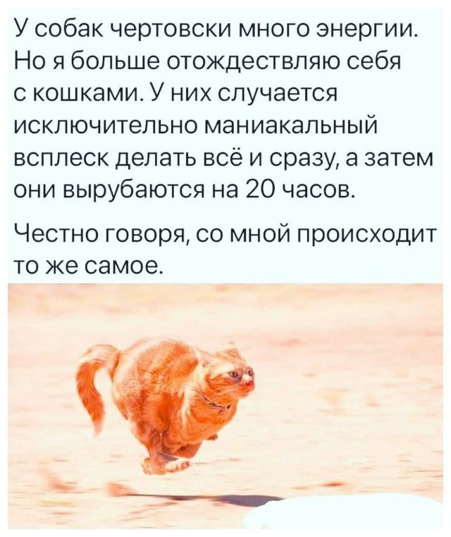 У собак чертовски много энергии. Но я больше отождествляю себя с кошками. У них случается исключительно маньякальный всплеск делать всё и сразу, а затем они вырубаются на 20 часов.

Честно говоря, со мной происходит то же самое.