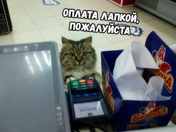 ОПЛАТА ЛАПКОЙ, ПОЖАЛУЙСТА