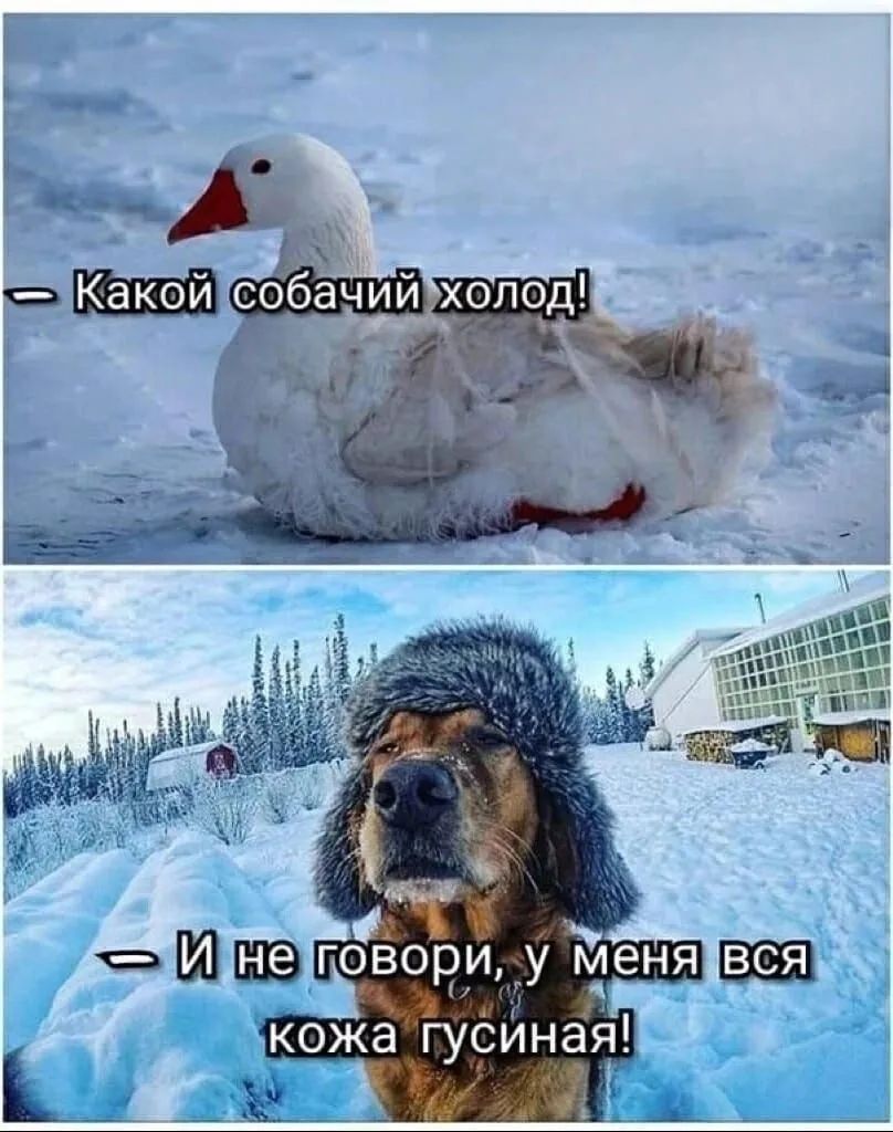 — Какой собачий холод!\n— И не говори, у меня вся кожа гусиная!