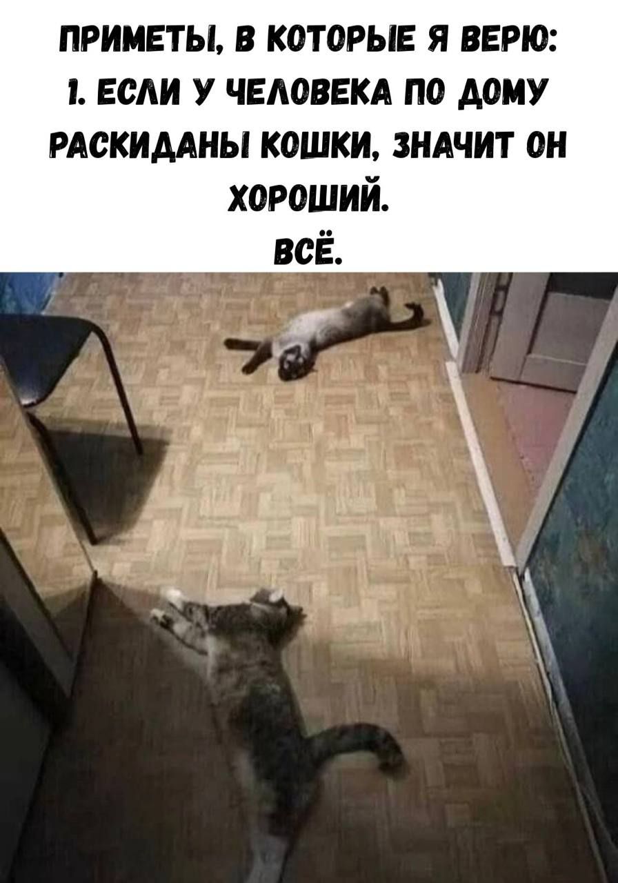 ПРИМЕТЫ, В КОТОРЫЕ Я ВЕРЮ: 1. ЕСЛИ У ЧЕЛОВЕКА ПО ДОМУ РАСКИДАНЫ КОШКИ, ЗНАЧИТ ОН ХОРОШИЙ. ВСЁ.
