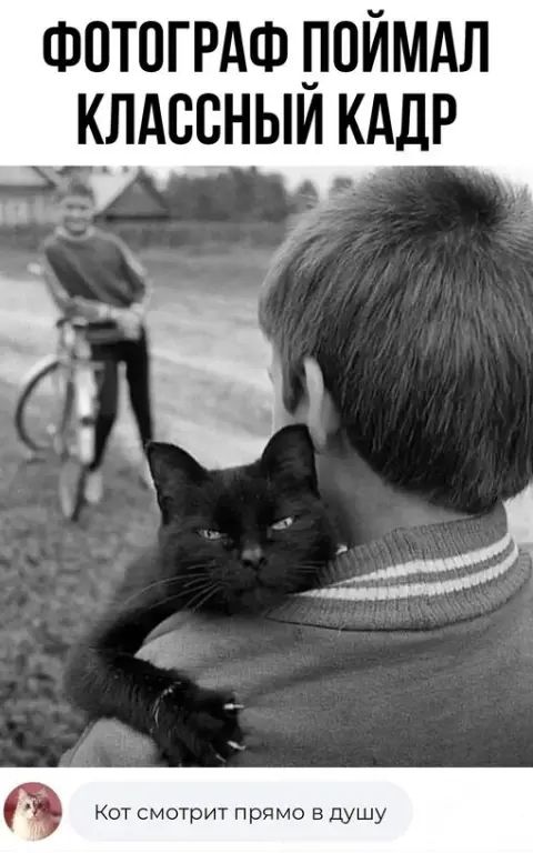 ФОТОГРАФ ПОЙМАЛ КЛАССНЫЙ КАДР
Кот смотрит прямо в душу