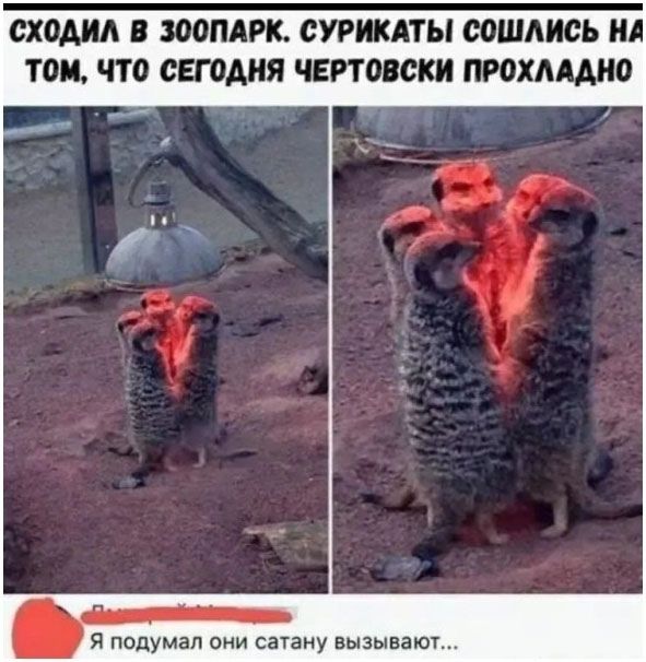 Сходил в зоопарк. сурикаты сошлись на том, что сегодня чертовски прохладно
Я подумал они сатану вызывают...