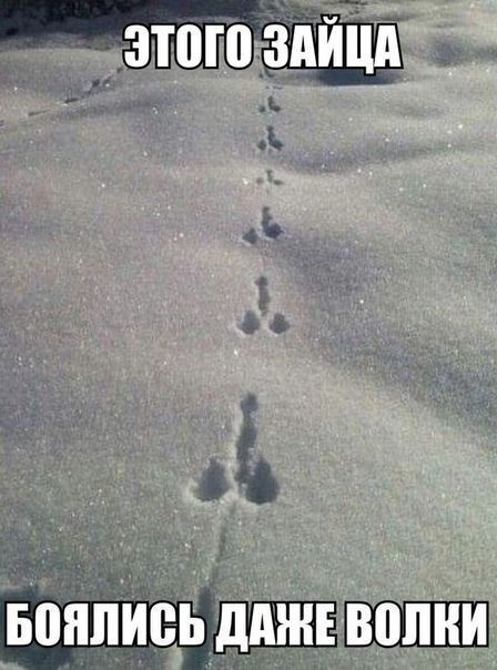 ЭТОГО ЗАЙЦА
БОЯЛИСЬ ДАЖЕ ВОЛКИ